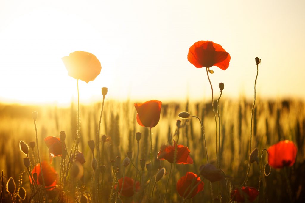 a field of poppies with the setting sun behind them.