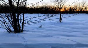 A photograph of a field in winter. There are animal tracks in the snow. The sun is low. There is a treeline along the back of the field. There are two bushes in the field.